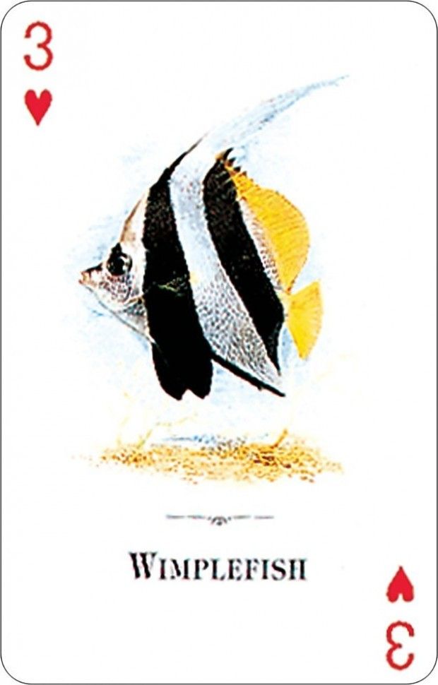 Awc54